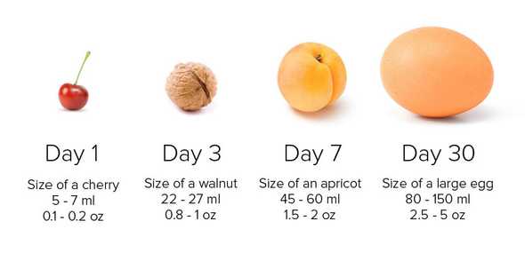 Size of your newborn’s stomach